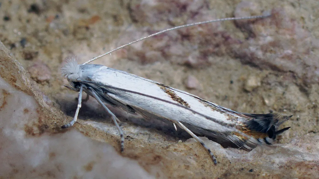 Lyonetia padifoliella - photo 2