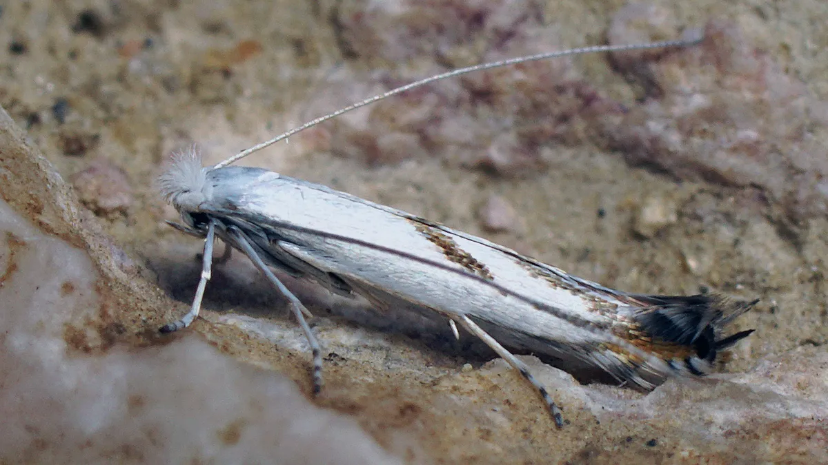 Lyonetia padifoliella - photo 3