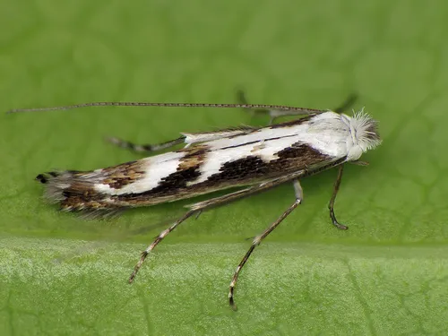 Lyonetia prunifoliella