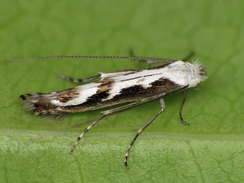 Lyonetia prunifoliella - photo 3