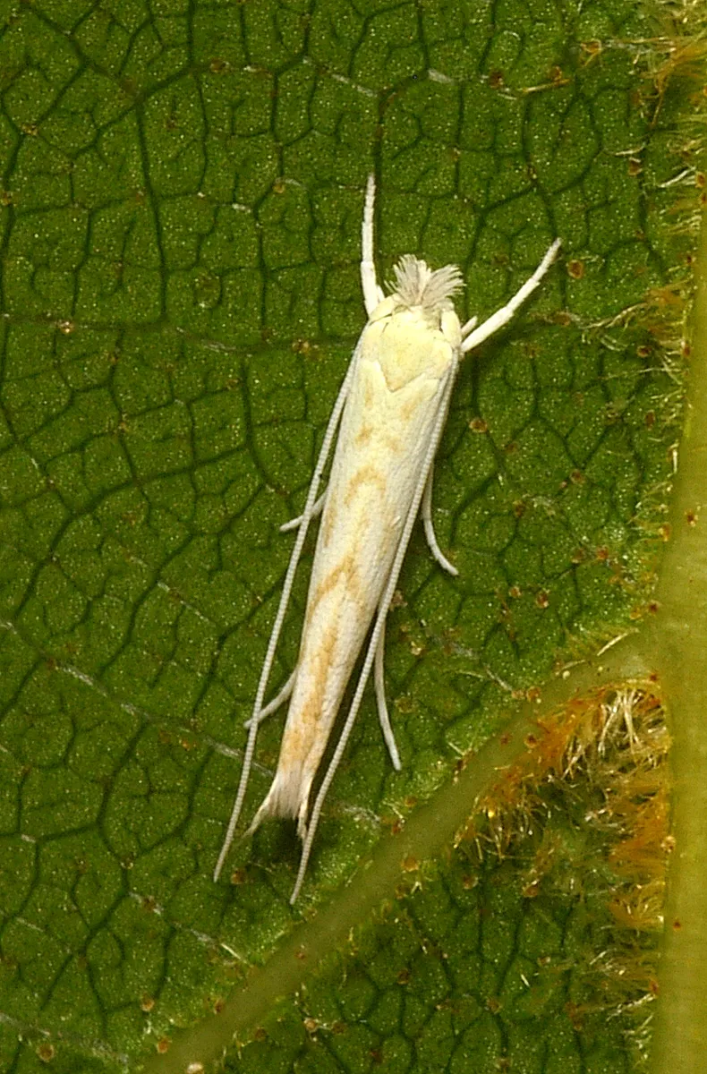 Lyonet Moths - photo 3