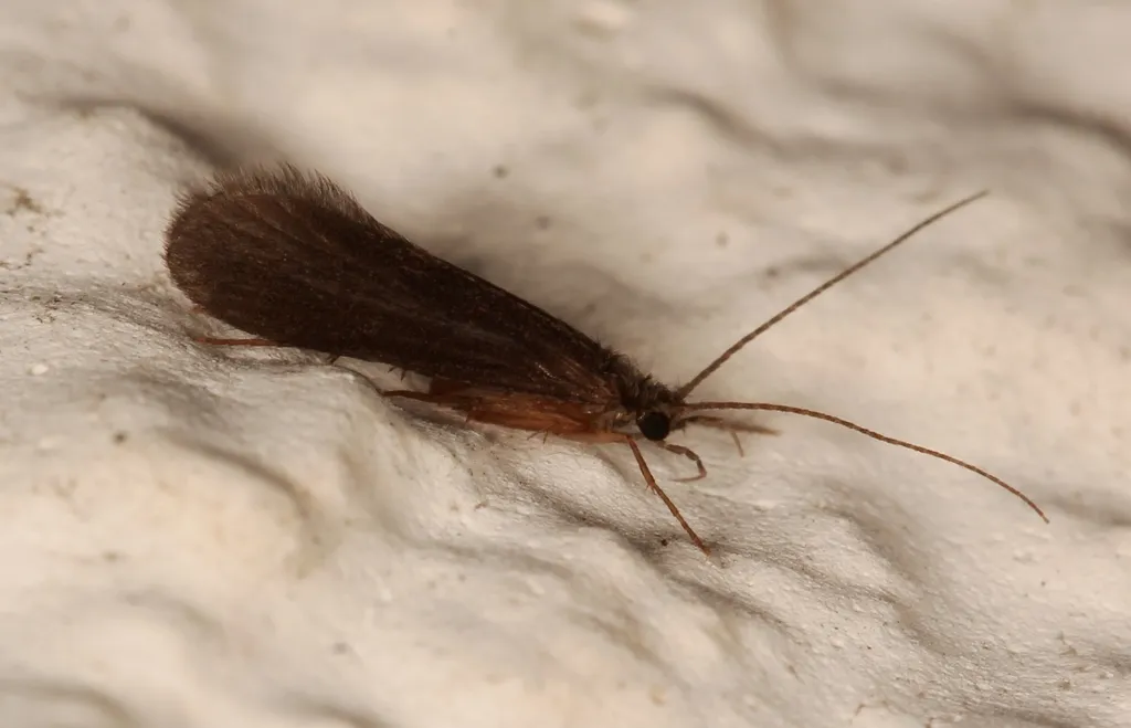 Lype phaeopa - photo 2