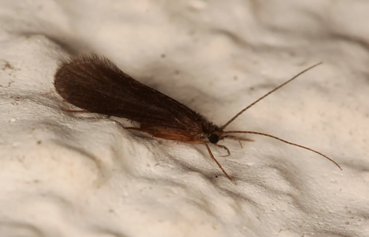 Lype phaeopa - photo 3