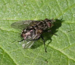 Lypha dubia - photo 2