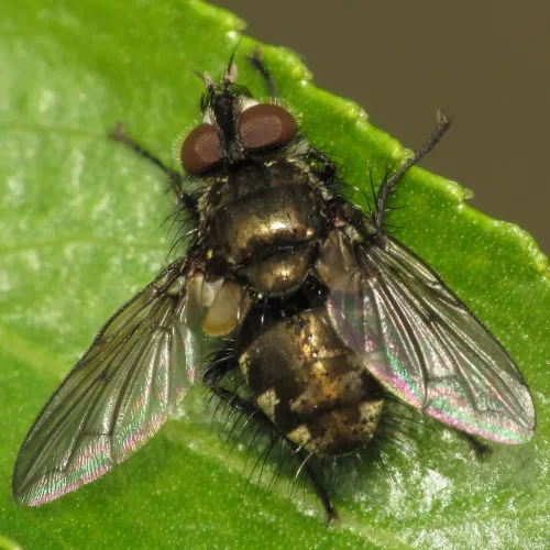 Lypha dubia - photo 3