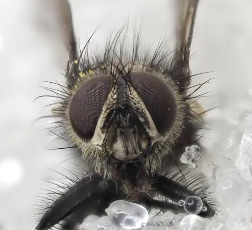 Lypha dubia - photo 4
