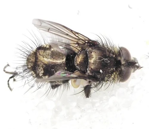 Lypha dubia - photo 6