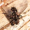 Lypha setifacies - photo 2