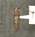 Lypsimena fuscata - Lypsimena fuscata