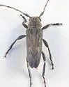 Lypsimena fuscata - photo 5