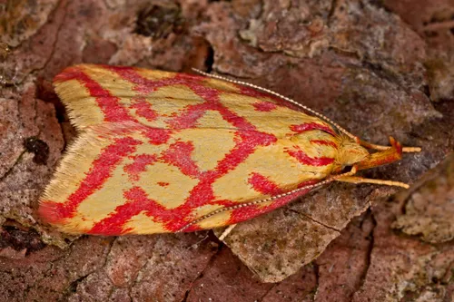 Lypusidae - Lypusidae