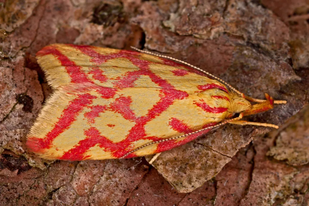 Lypusidae - photo 2