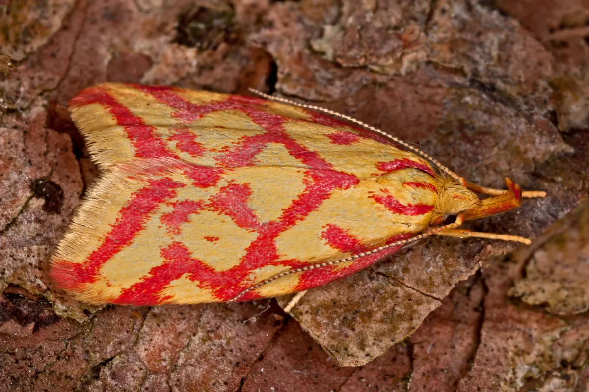 Lypusidae - photo 3