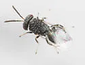 Lyrcus nigroaeneus