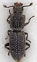 Lyreus alleni