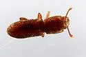 Lyreus alleni - photo 2