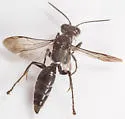 Lyroda subita - photo 3