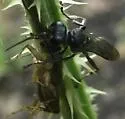 Lyroda subita - photo 4