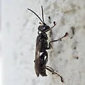 Lyroda subita - photo 5