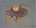 Lyrosoma opacum