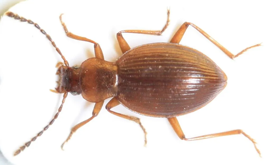 Lyrosoma pallidum - photo 2