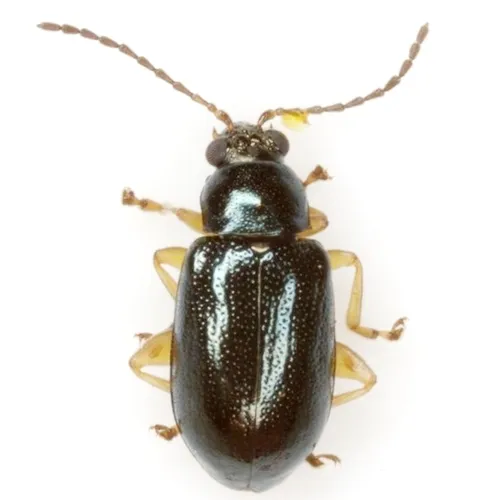 Pale-legged flea beetle