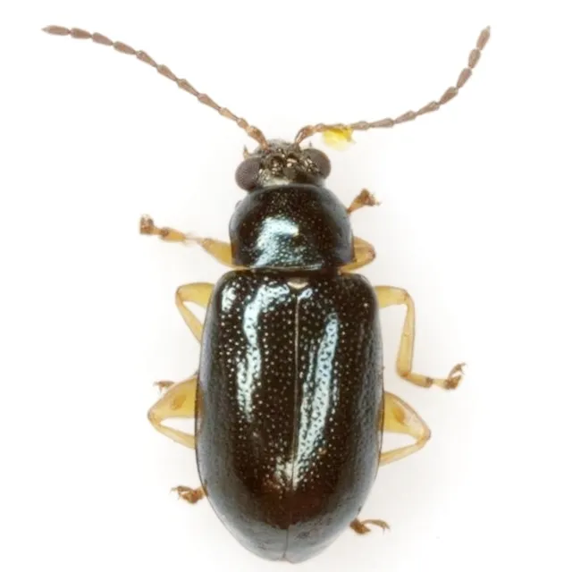 Pale-legged flea beetle - photo 2