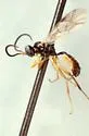 Lysibia mandibularis