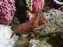 Red Rock Shrimp