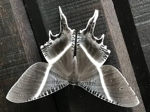 Lyssa menoetius