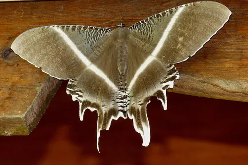 Lyssa menoetius - photo 7