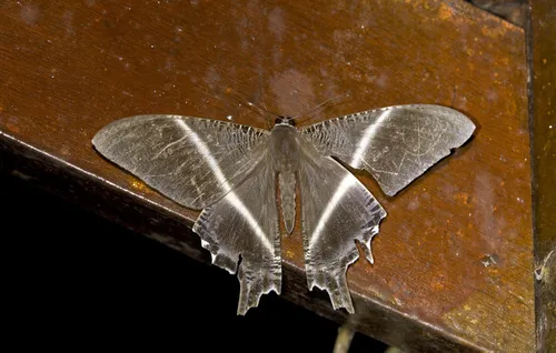 Lyssa menoetius - photo 8