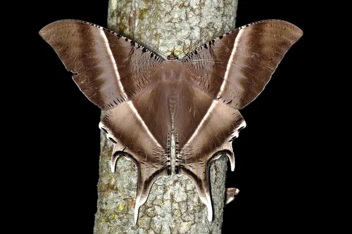 Tropical Swallowtail Moth