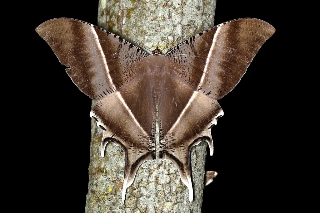 Tropical Swallowtail Moth - photo 2