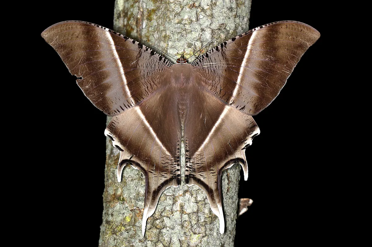 Tropical Swallowtail Moth - photo 3