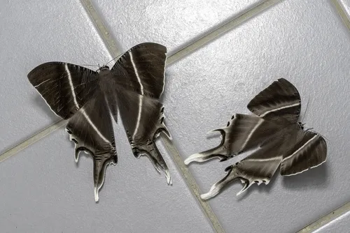 Tropical Swallowtail Moth - photo 5