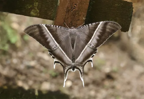 Tropical Swallowtail Moth - photo 6