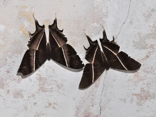 Tropical Swallowtail Moth - photo 7