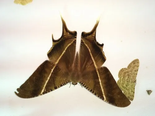 Tropical Swallowtail Moth - photo 8
