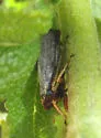 Lystridea uhleri