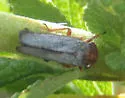 Lystridea uhleri - photo 2