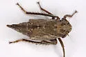 Lystridea uhleri - photo 3