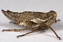 Lystridea uhleri - photo 4