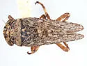 Lystridea wilkeyi - photo 2