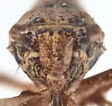 Lystridea wilkeyi - photo 3