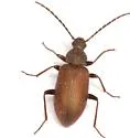 Lystronychus championi - photo 2