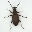 Lystronychus piliferus
