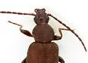 Lystronychus piliferus - photo 2