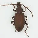 Lystronychus piliferus - photo 3
