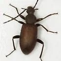 Lystronychus piliferus - photo 4